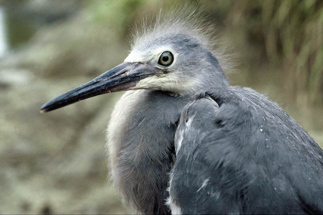 White-faced heron chick 