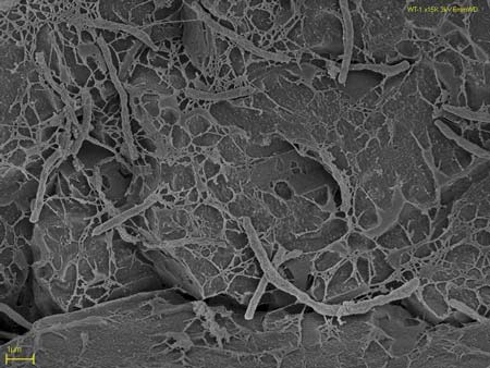 Thermophilic life in Champagne Pool 