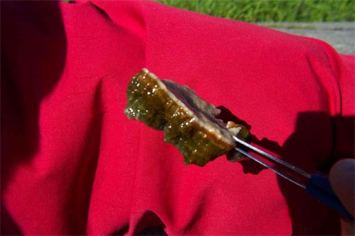 Piece of cyanobacterial mat 