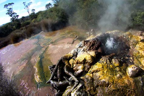 Tokaanu geyser surrounded by bacteria