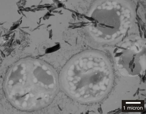 <em>Cyanidium</em> cells