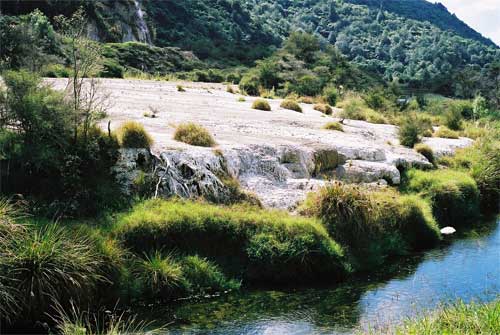 Sinter growth covering vegetation