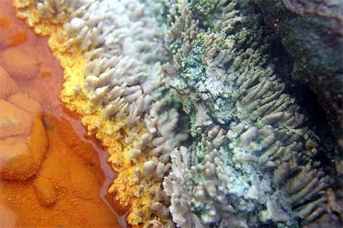 Micro-organisms, Champagne Pool 