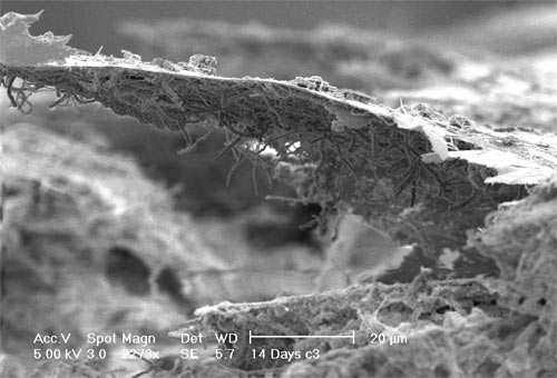 Filamentous micro-organisms 
