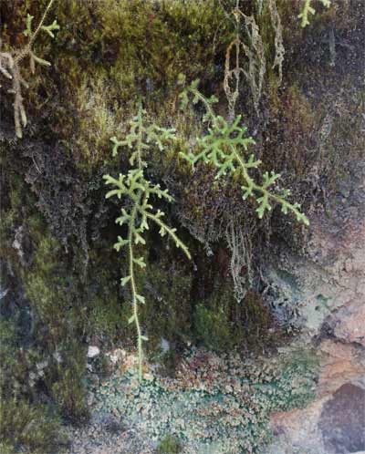 Clubmoss
