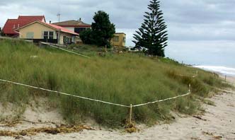 Re-established dunes 