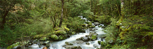 Bush streams