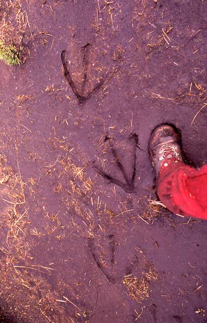 Southern royal albatross footprint