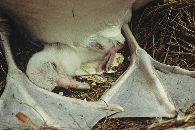 Newly hatched chick 