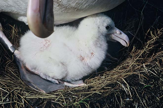 Chick 