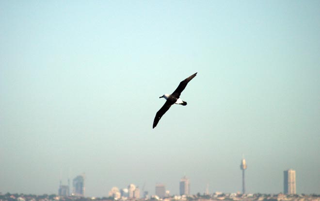Buller’s albatross in Sydney