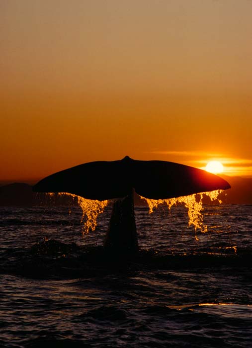 Whale fluking