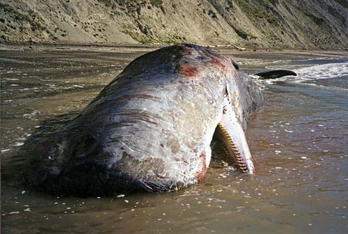 Stranded sperm whale