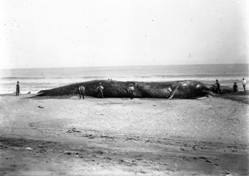 People surrounding large whale washed up on beach