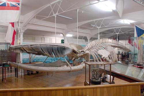 Fin whale skeleton