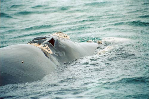 Blowholes