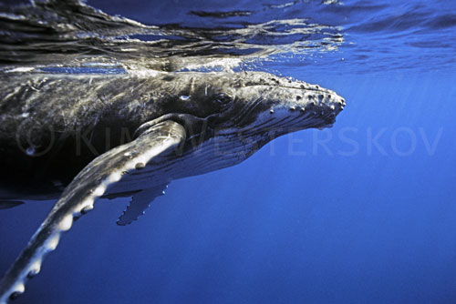 Humpback underwater