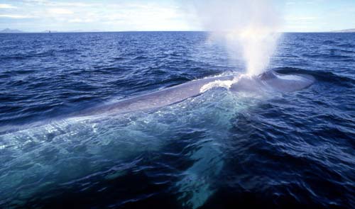 Blue whale blowing