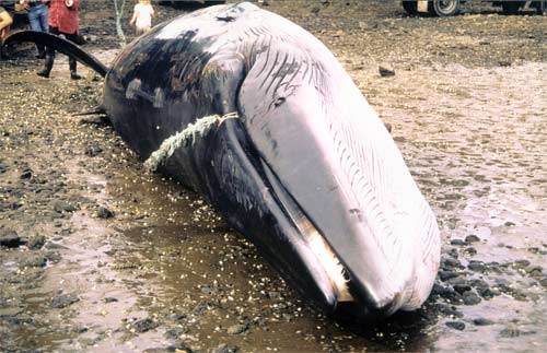 Stranded Bryde’s whale