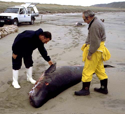 Pygmy whale calf