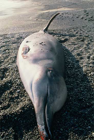 Beached Shepherd’s beaked whale
