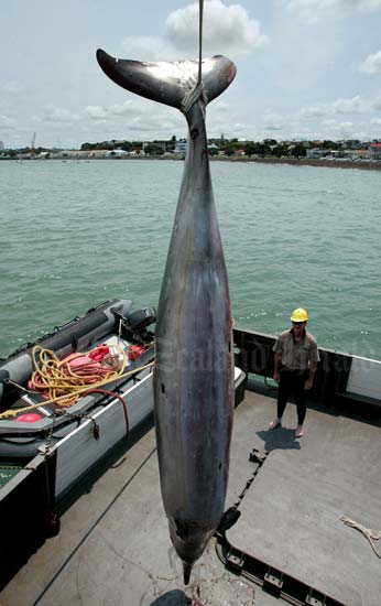Gray’s beaked whale 