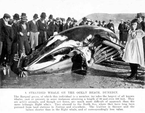 Stranded humpback