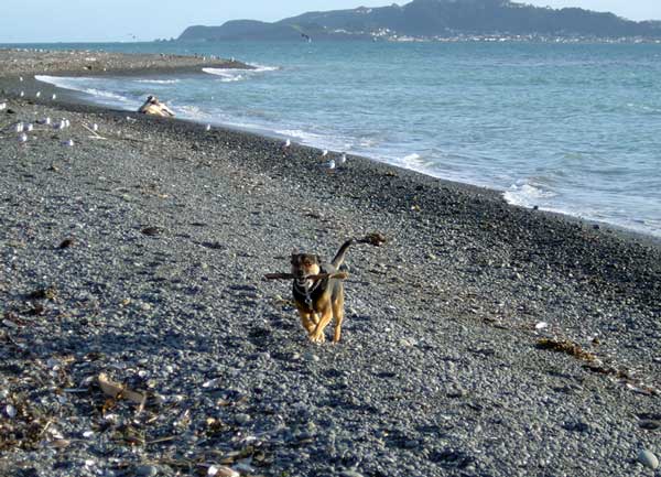 Dog on beach