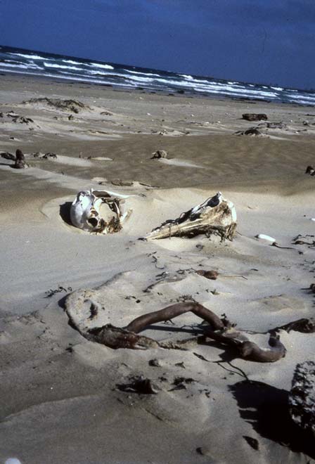 Large bones covered with sand on beach
