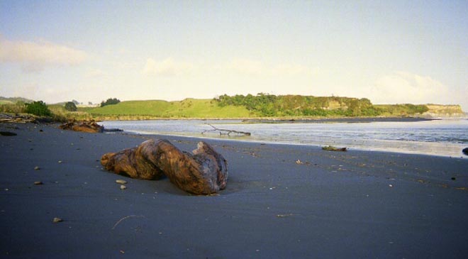 Gnarled log on beach