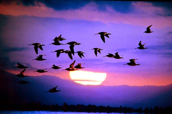 Godwits in flight