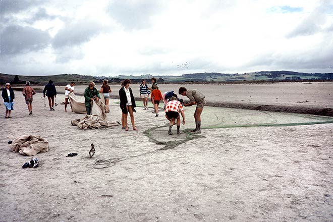 Netting birds 