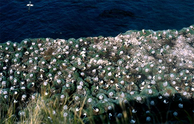 Campbell albatross colony 