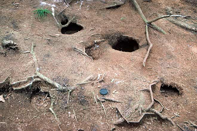 Petrel burrows 