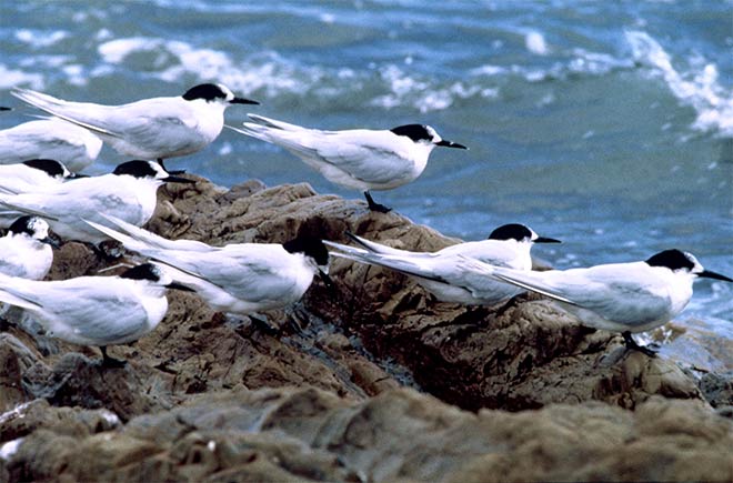 White-fronted terns