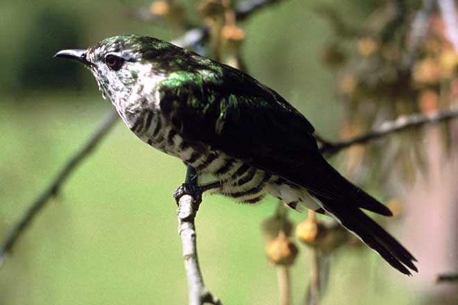 Shining cuckoo 