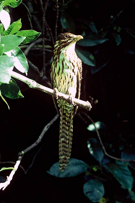 Long-tailed cuckoo 
