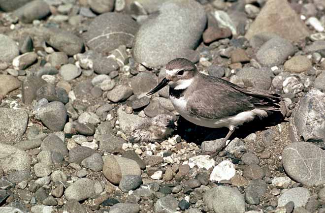 Wrybill with chick 