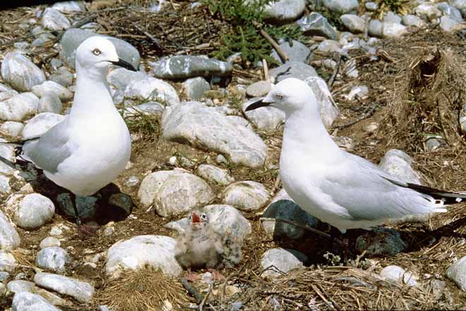 Black-billed gulls and chick 