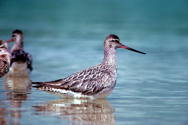 Eastern bar-tailed godwit