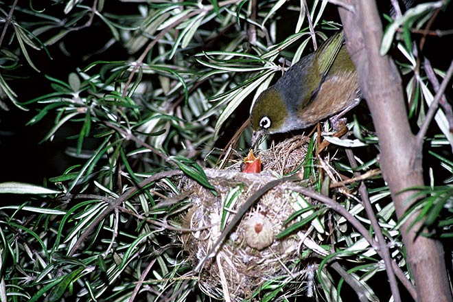 Silvereye