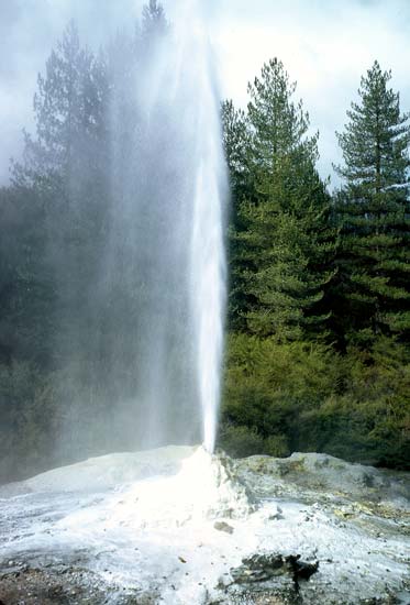 Lady Knox geyser erupting 
