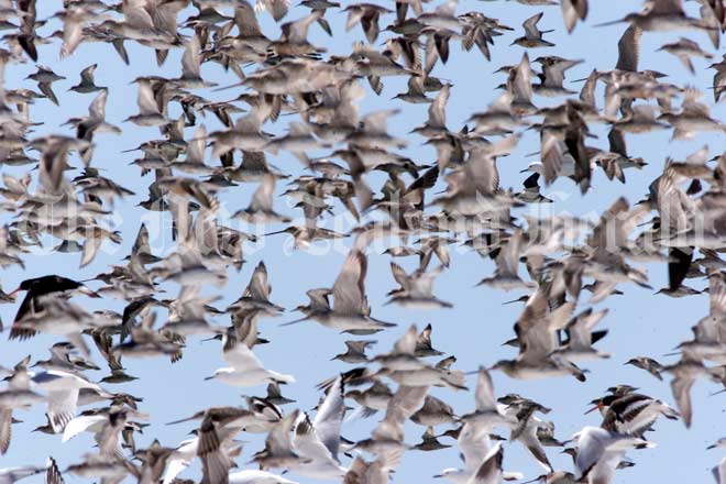 Bar-tailed godwits taking off