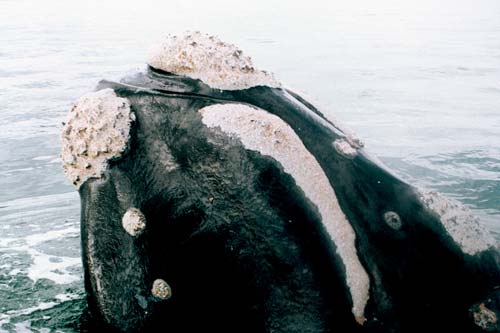 Southern right whale