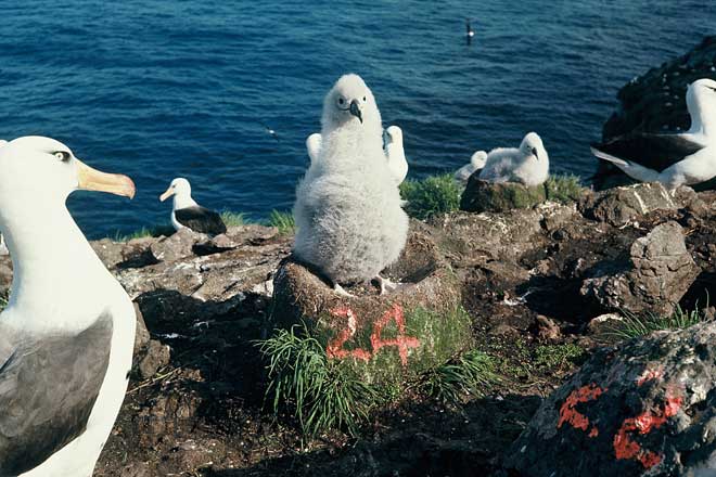 Campbell albatross colony