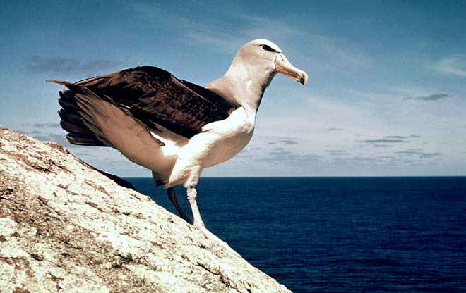 Salvin’s albatross