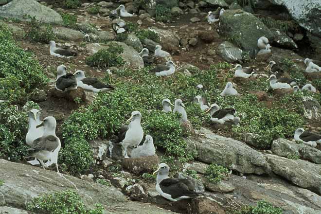Northern Buller’s albatross colony 