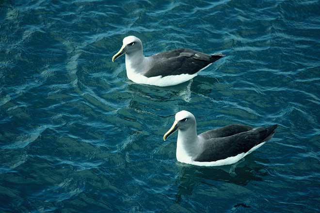 Buller’s albatrosses swimming 