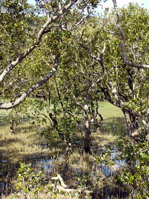 Mangroves near Paihia 