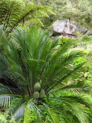 Whangārei Quarry Gardens
